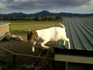 Boer Goat on a hot tin roof.