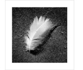 111111111111111feather-
