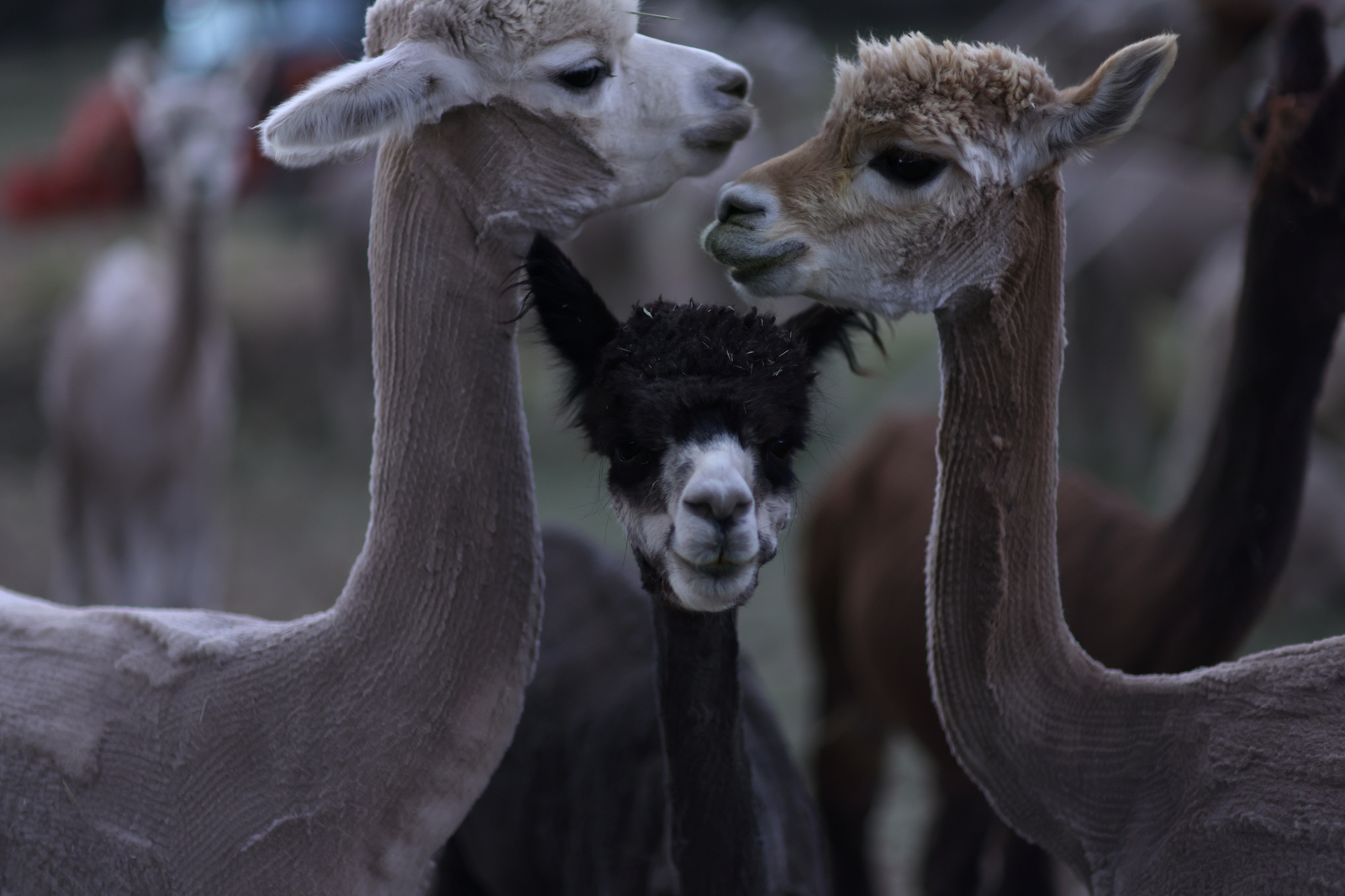 Newly shorn alpaca eat hay and socialize at the Tenacious Unicorn Ranch in Westcliffe, Colorado.