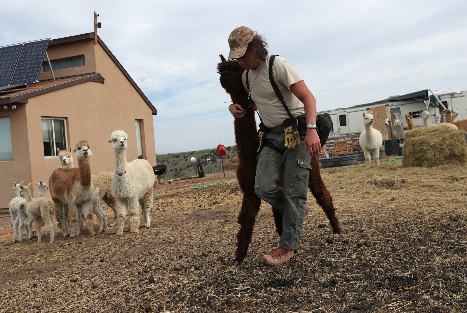 J Stanley leads an alpaca to get sheared during “Shear-A-Palooza” at the Tenacious Unicorn Ranch,