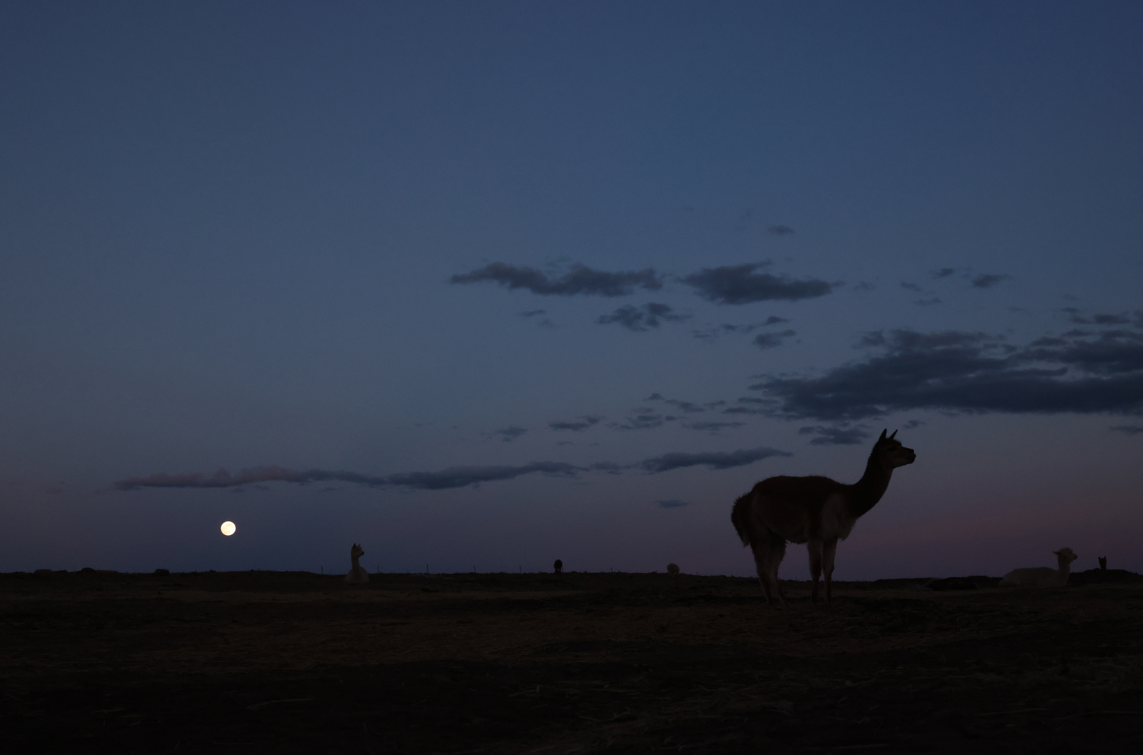 Pepe, a well-known vicuna on the ranch, is silhouetted as a full moon rises on the Tenacious Unicorn Ranch in Westcliffe, Colorado.