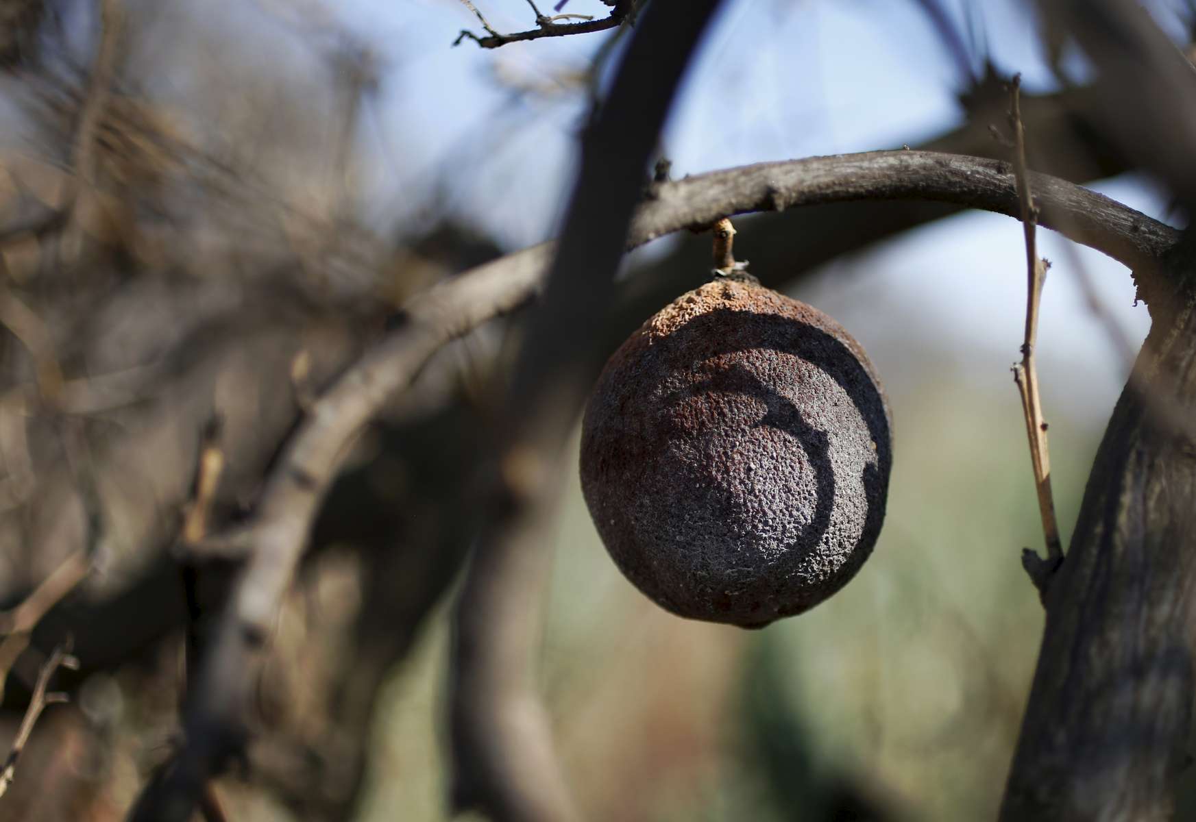 A dead and sun-burned orange hangs from a tree June 7, 2015 in a dried up orchard that was let go by farmers to save water in Lindsay, Calif. 