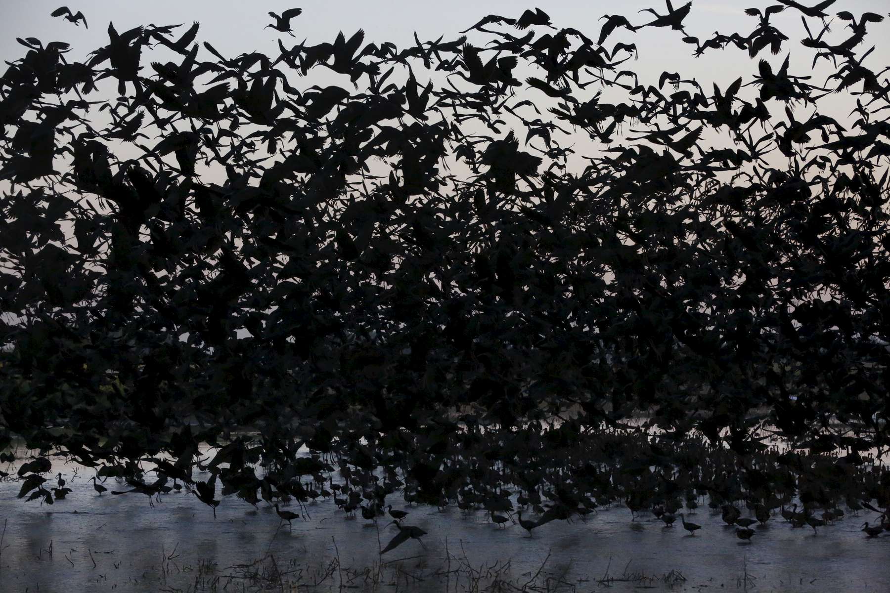 Hundreds of White-faced Ibis take off at dawn from a pond created from pumped ground water at Merced National Wildlife Refuge April 16, 2015 in Merced, Calif. The refuge is a restored wildlife area that reflects the habitat that used to be found in the Central Valley before agriculture took over the region. The small pond provides much-needed breeding and wintering habitat for thousands of birds. Because of the drought, the refuge received no surface water allocation and were forced to pump groundwater to keep up the wetlands and the crops they grow for habitat.