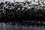 Hundreds of White-faced Ibis take off at dawn from a pond created from pumped ground water at Merced National Wildlife Refuge April 16, 2015 in Merced, Calif. The refuge is a restored wildlife area that reflects the habitat that used to be found in the Central Valley before agriculture took over the region. The small pond provides much-needed breeding and wintering habitat for thousands of birds. Because of the drought, the refuge received no surface water allocation and were forced to pump groundwater to keep up the wetlands and the crops they grow for habitat.