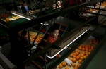 Erica Chavez sorts oranges in the Sun Pacific Farming and Shippers packing facility Feb. 14, 2015 in Exeter, Calif. As California enters into the fourth year of drought and farmers lose orchards and fallow fields, migrant worker jobs are becoming more scarce.