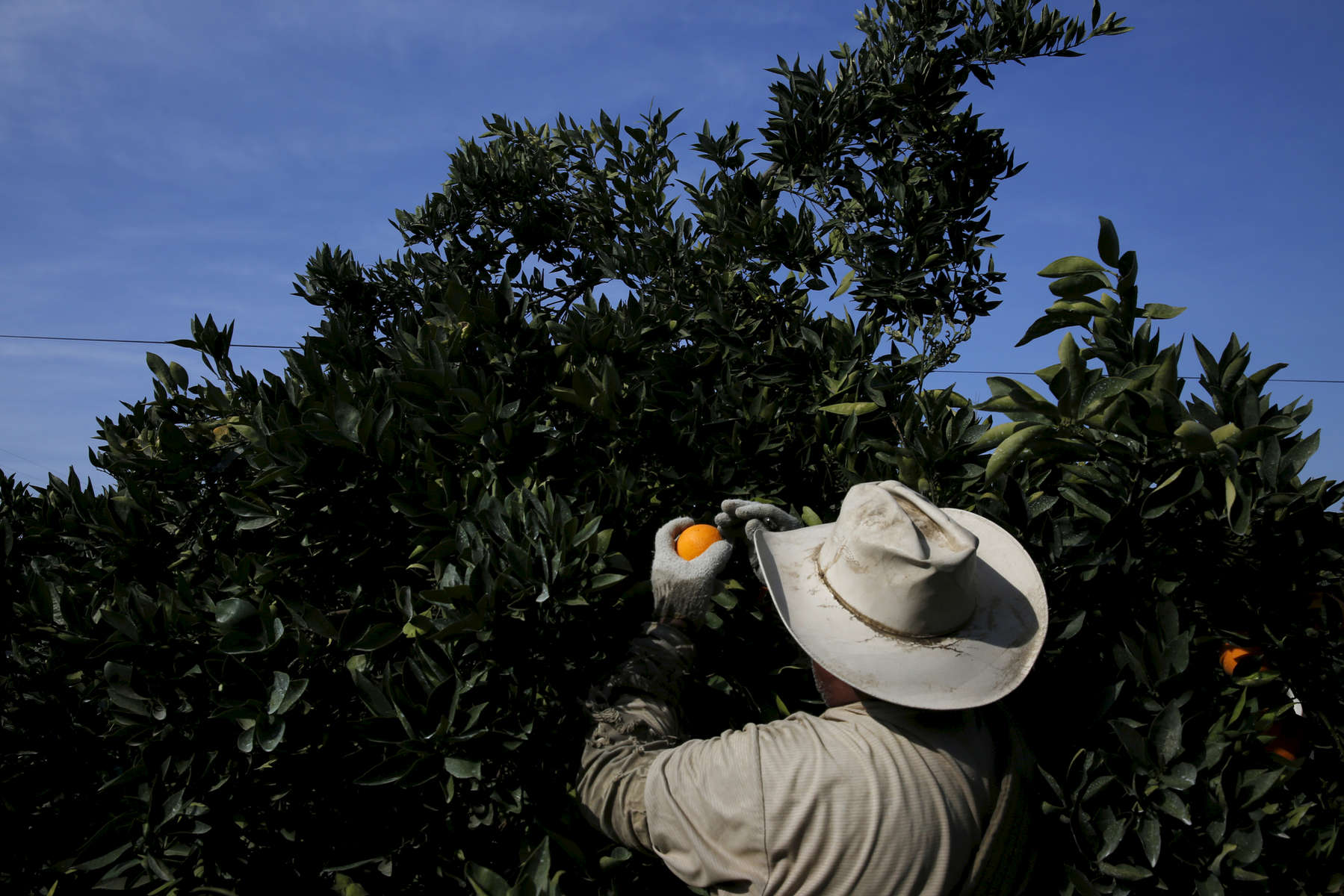 Esteban de Santiago harvests oranges in a Washington Navel orange orchard Feb. 14, 2015 in Exeter, Calif. As California enters into the fourth year of drought and farmers lose orchards and fallow fields, migrant worker jobs are becoming more scarce.