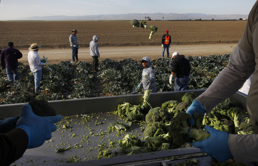 Louis Mendoza, left, and Will Martinez, right, collect and box broccoli as it gets tossed to them from workers, from left of Mendoza, Jose Santo, Nelson Villanueva, Miguel Hernandez, Louis Cornejo, Jose Francisco Cornejo and Jairo Alvarado while they harvest from a block on Pappas & Co farm April 18, 2014 in Mendota, Calif. The historic drought combined with zero percent water allocation for farmers in the San Joaquin Valley means that many farmers are fallowing fields and many field workers are unemployed. In Mendota, a rural city of about 11,000 people about 35 miles west of Fresno, the jobless rate is 36 percent. 
