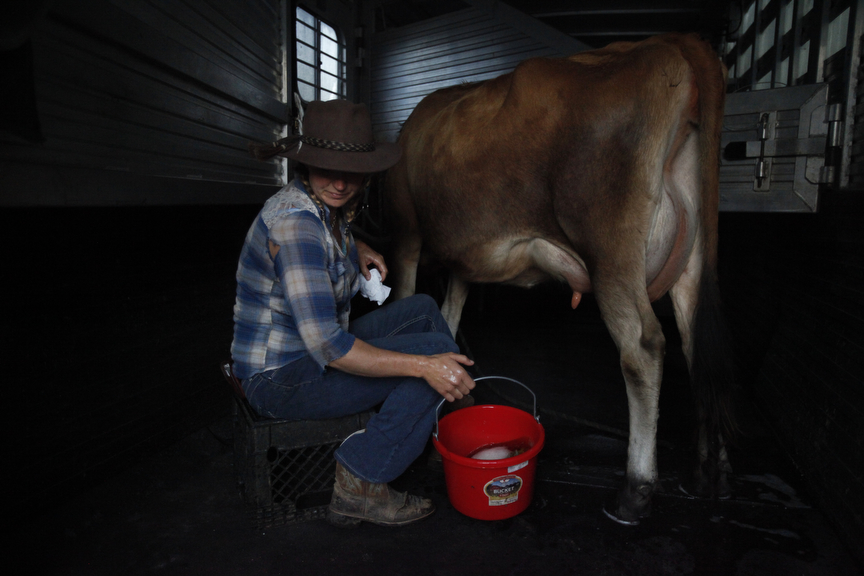 Doniga Markegard, 33, cleans a cow's udder thoroughly during the morning milking of her few dairy cows for a small raw milk business she runs Nov. 4, 2014 on her leased land in Half Moon Bay, Calif. The Markegards started their grass-fed business nine years ago on 1,000 acres of land they’ve leased for years in Half Moon Bay. As the drought worsened this year, they saw their 16 water sources shrink to just one. They’ve had to move their 4-500 head of cattle to land leased off the property because all of the water sources on their land have dried up, including the spring that used to provide water for their home. Now they have to haul in water for their family once about every three weeks. “We watch every drop,” said Doniga about their water conservation. If the drought does not let up, the couple will be forced to sell the herd they’ve been building for 10 years.