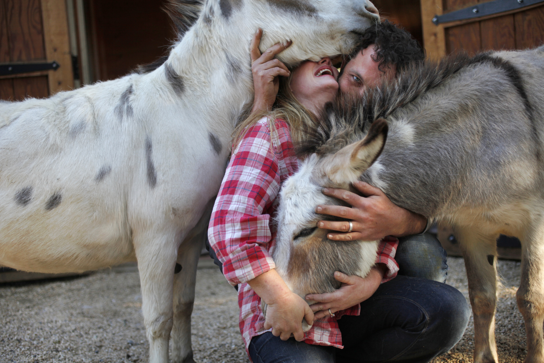 Heather Gillette, 44, and her husband Christopher Carstens, 34, pictured with miniature donkeys Large Marge, left, and Penelope May 22, 2014 in  front of their home in Woodside, Calif. The couple bought the land in 2006 and built the barn with horse stables with the intent of living in the upstairs space. Over the years, though, Heather took over the downstairs area. Sometimes animals from their land wander in and out of their home, including ducks, a chicken, three dogs, cats and the occasional horse.