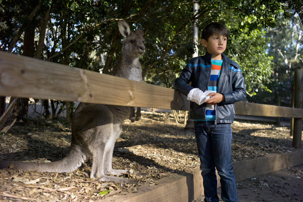 Koala Park - West Pennant Hills, NSW Australia