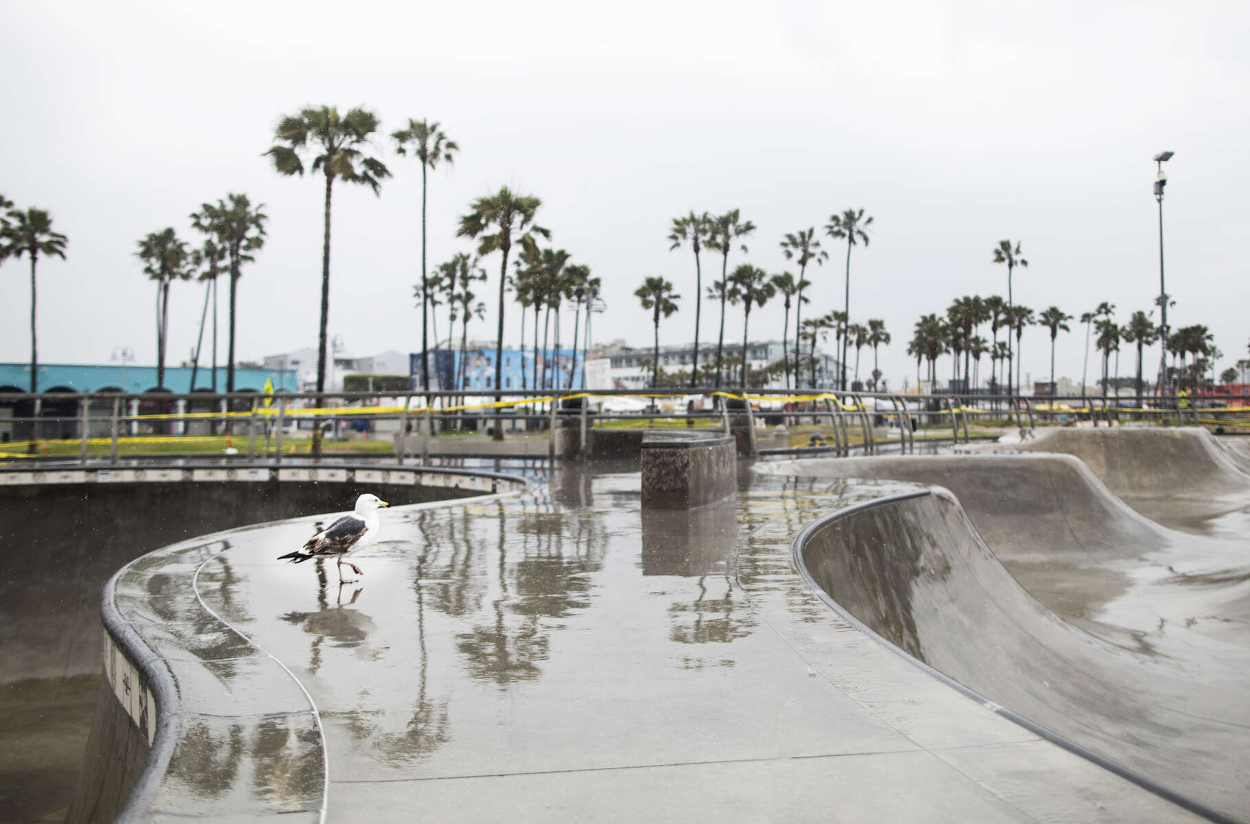 A seagull in the closed skatepark in the Venice neighborhood on April 7, 2020.  Governor Gavin Newsom issues a {quote}stay at Home{quote} order on March 19, to slow the spread of Covid-19, closing all the non-essential businesses.