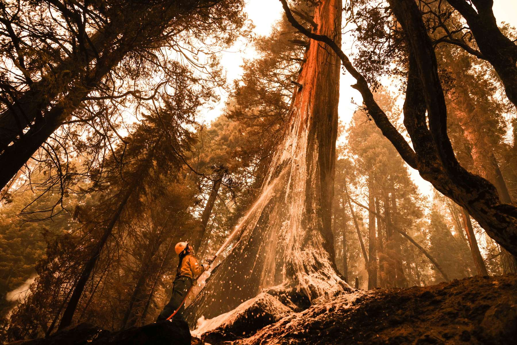 A firefighter sprays a mix of foam and water to extinguish a fire burning inside a hundred years old cedar tree.as the Caldor fire rages near by on August 27, 2021, in the Eldorado National forest, California. The Caldor Fire has burned over 165,000 acres, destroyed over 660 structures and is currently 14 percent contained. 