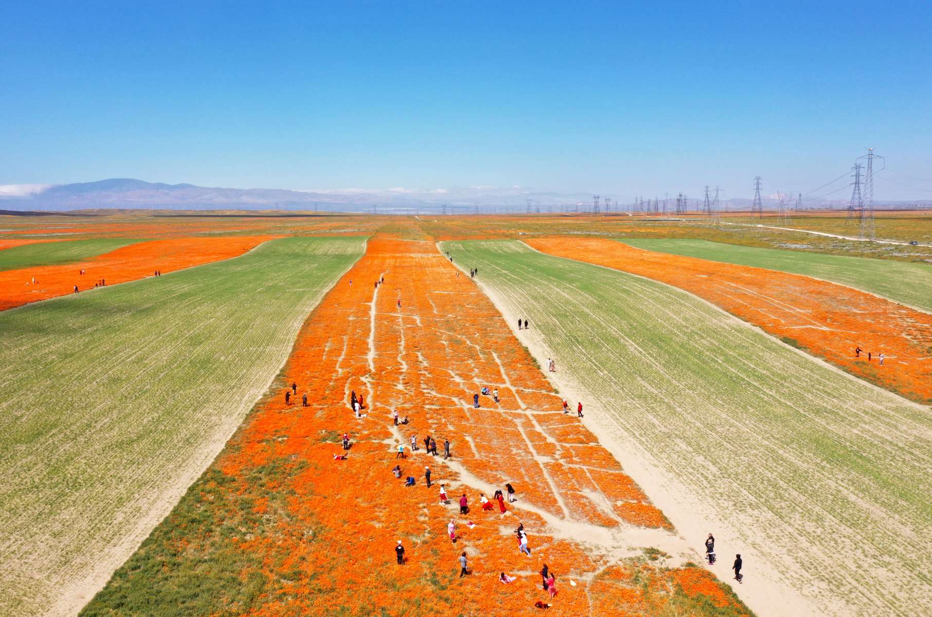 An aerial view of a field of poppies and other wildflowers near the Antelope Valley California Poppy Reserve in Lancaster, California, U.S., April 13, 2023.