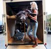 Dawn Stacks, from Eldon Missouri, takes her wolf out of the truck before submitting it for judging, at the beginning of the World Taxidermy & Fish Carving Championships, in Springfield Missouri on May 1, 2019.