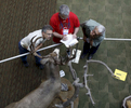 (l-r) Judges Marcus Zimmerman, Kenneth Bauman, and Danny Owens, look at a deer entry trying to decide which one will be named best in the World during the World Taxidermy & Fish Carving Championships, in Springfield, Missouri on May 3, 2019.