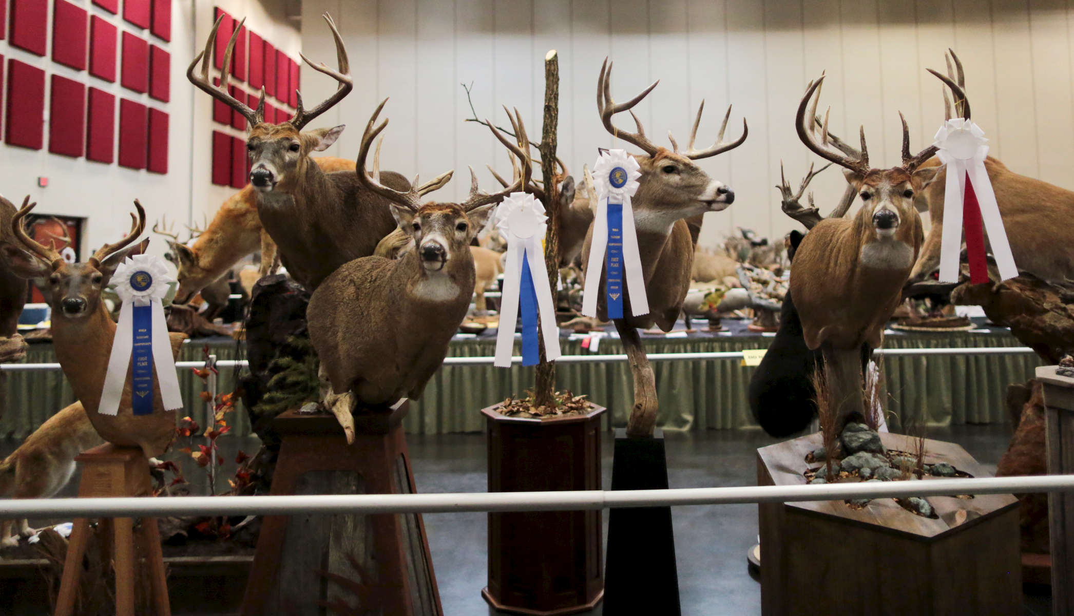 Winning pieces with their ribbons at the end of the competition during to the World Taxidermy & Fish Carving Championships, in Springfield, Missouri on May 3, 2019.