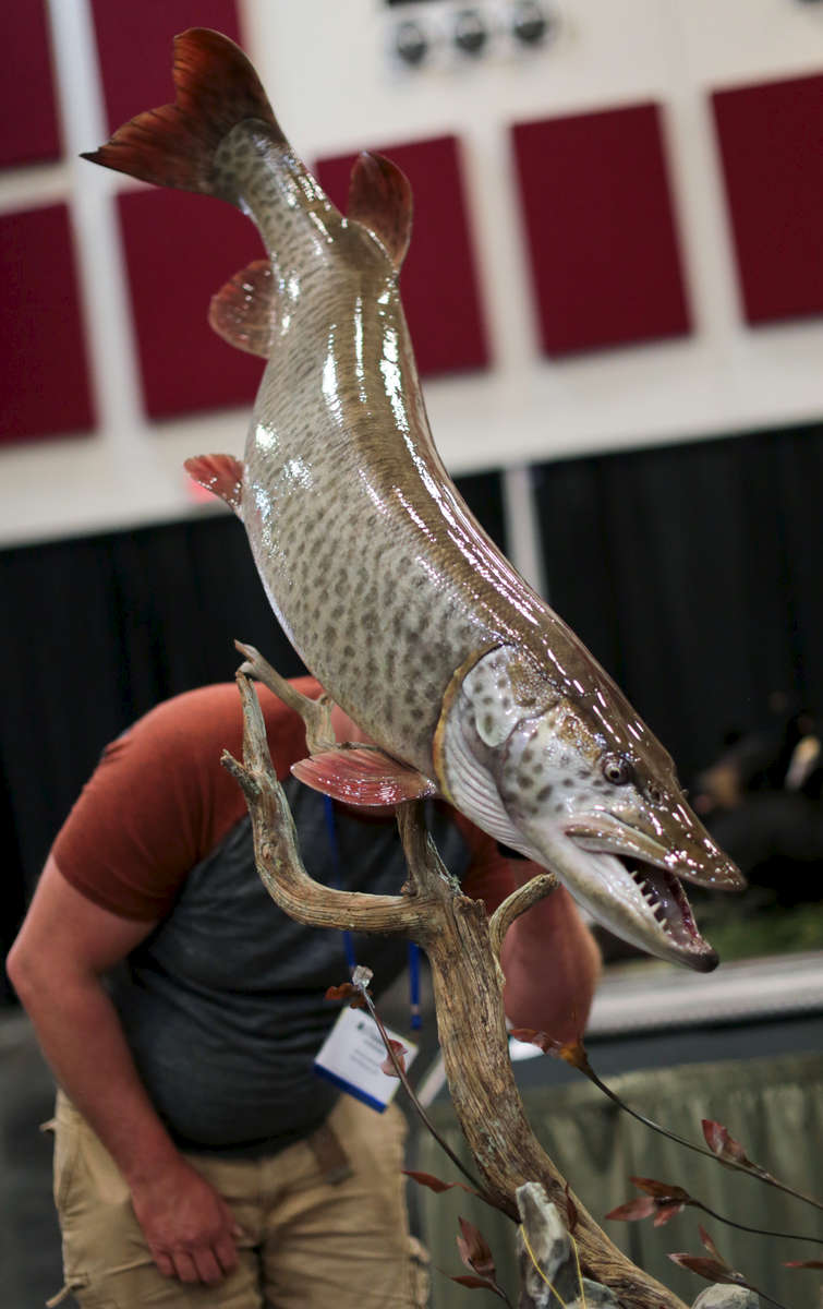 A participant looks at the Best in Show winning piece, a fish by Tim Gorenchan, from Escanaba, Michigan, at the end of the World Taxidermy & Fish Carving Championships, in Springfield, Missouri on May 4, 2019.