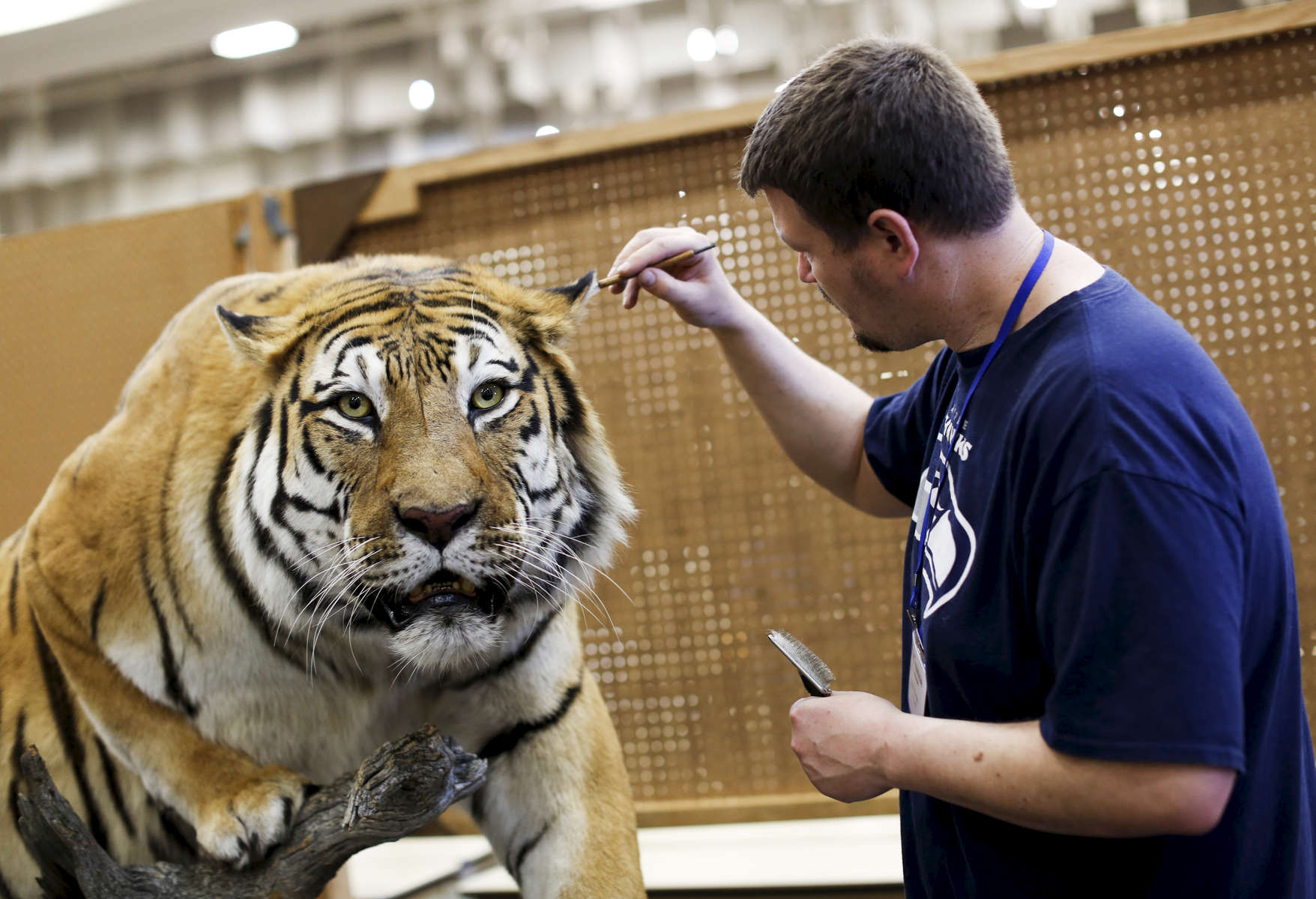 A participant prepares an entry before the beginning of the World Taxidermy & Fish Carving Championships, at the Springfield Expo Center, in Springfield, Missouri on May 1, 2019.