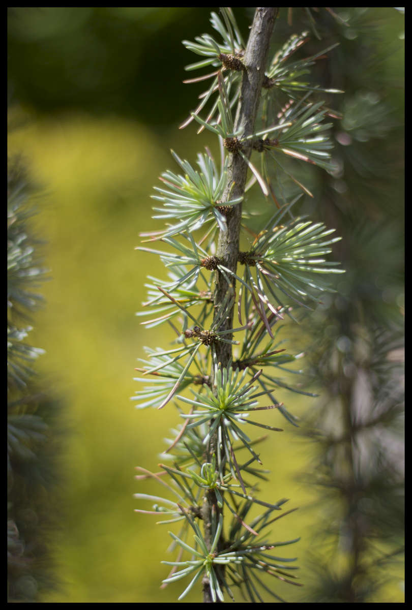 Light On The Pines