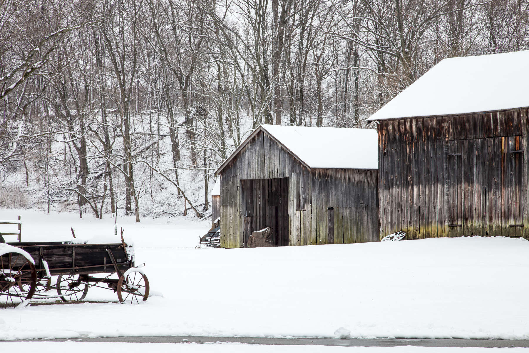 Farm Grove in Winter