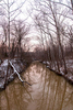 Woodland Brook in Winter