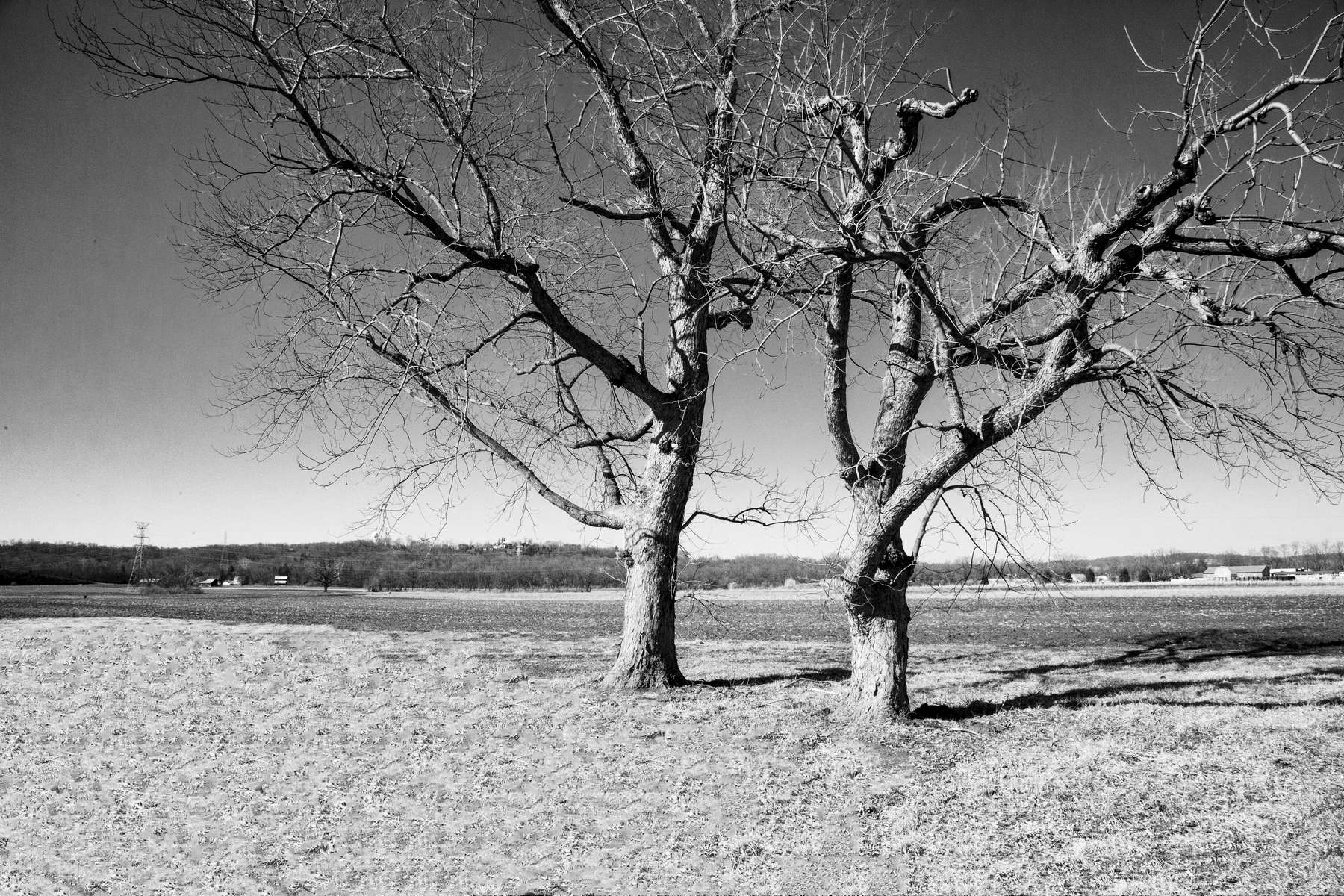 Two Trees in Winter's Shadow