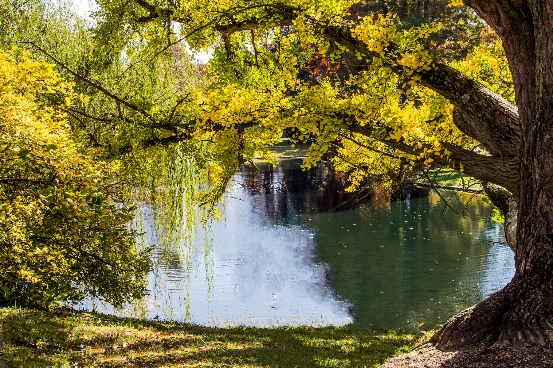 Weeping Litttle Pond