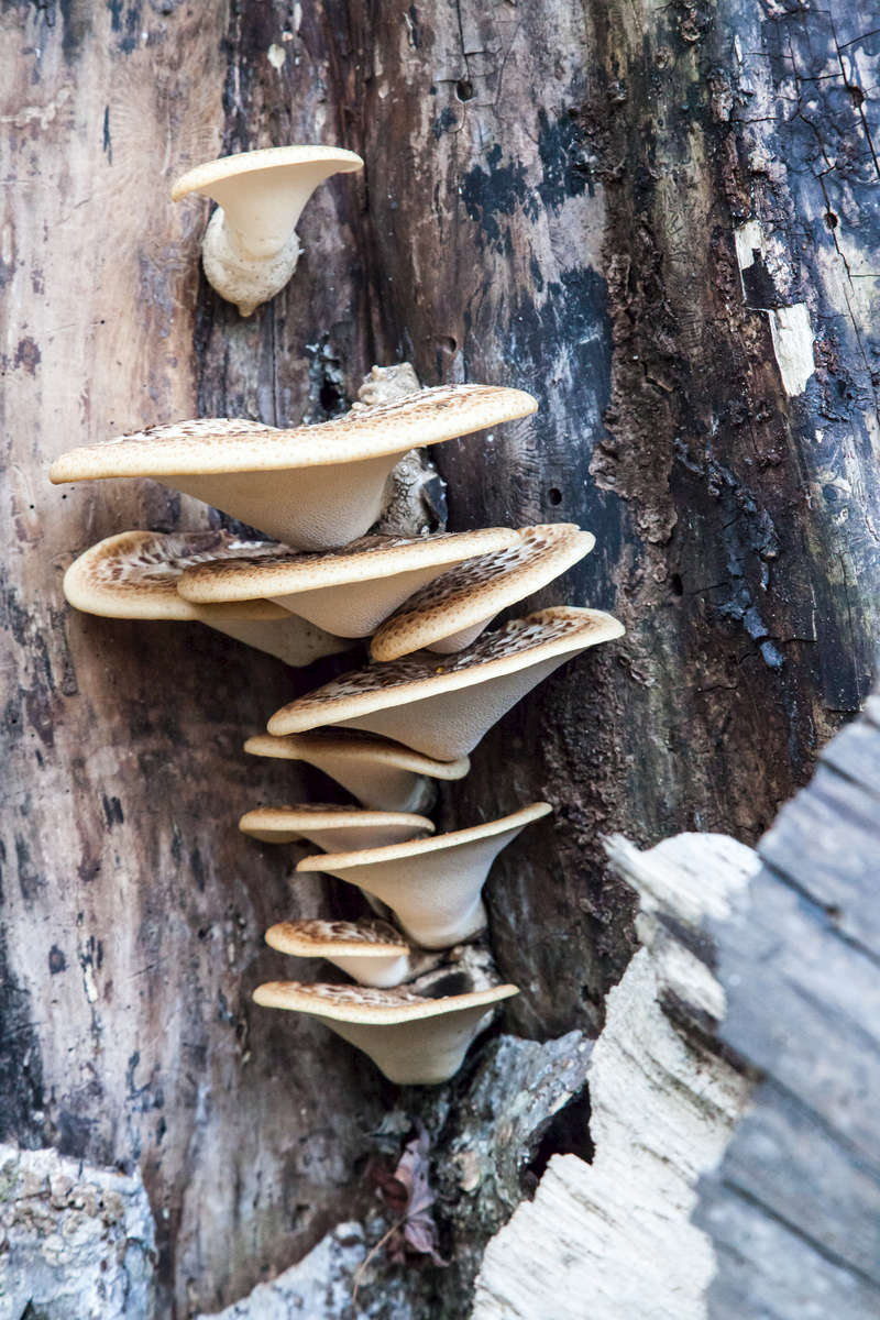 Fungi on Bark