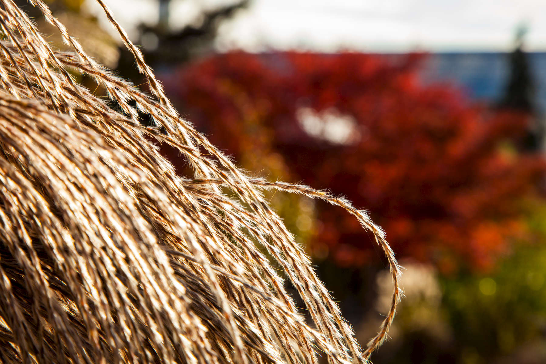 Graceful Autumn Grass