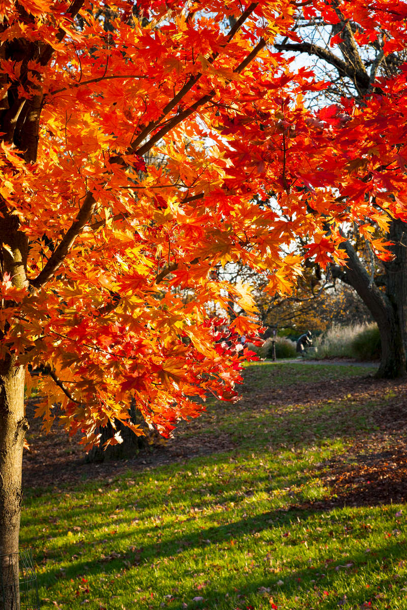 Red Leaves In Shadow