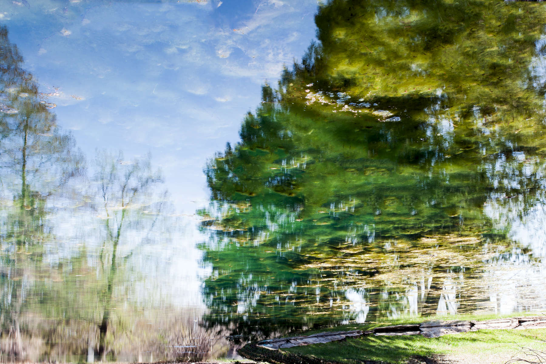 Nature scene reflected on pond surface