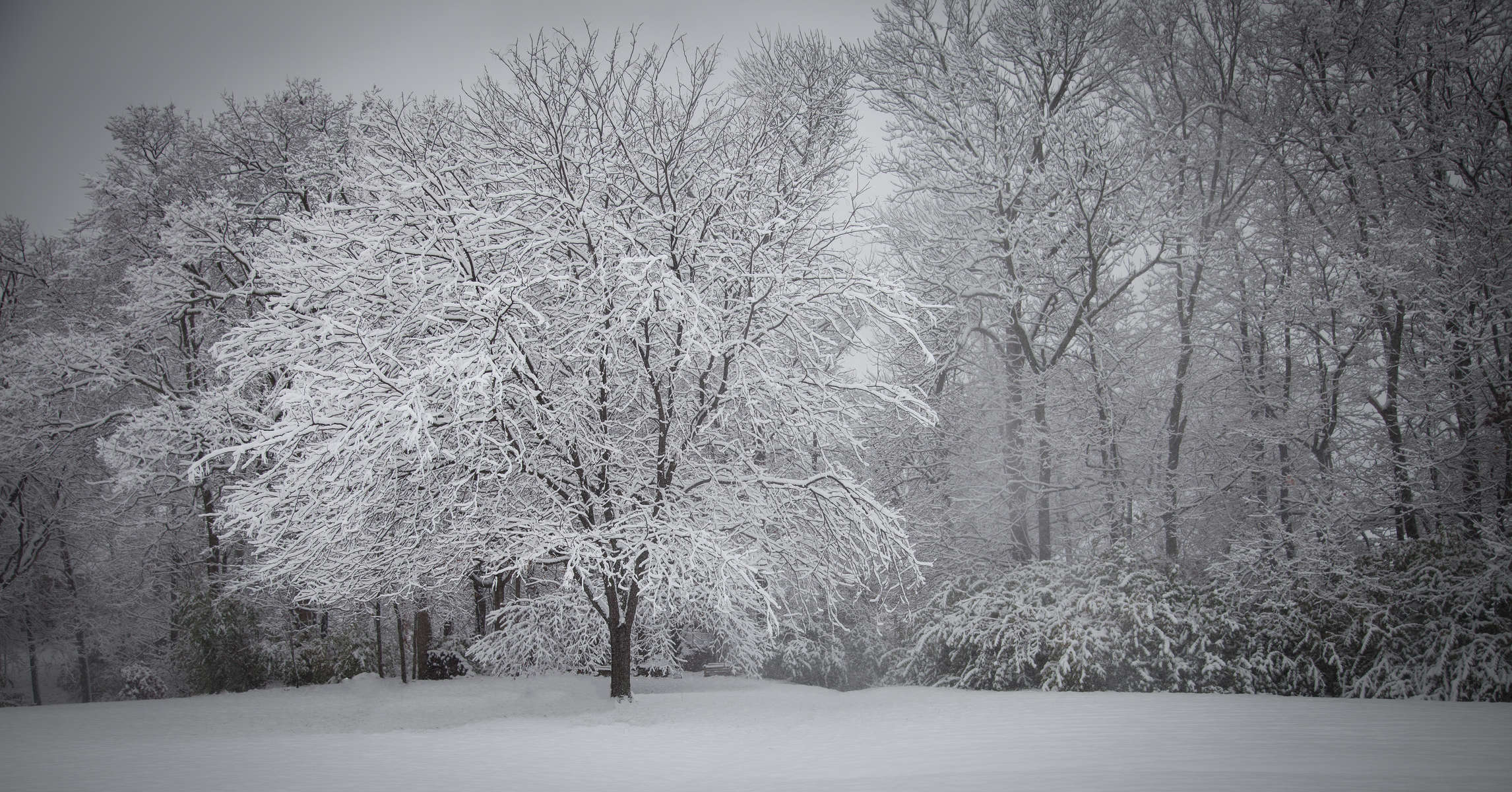 Winter Solitude