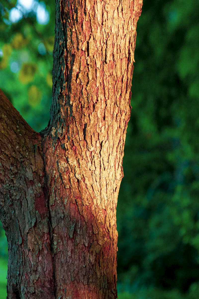 Sunlight on Red Bark