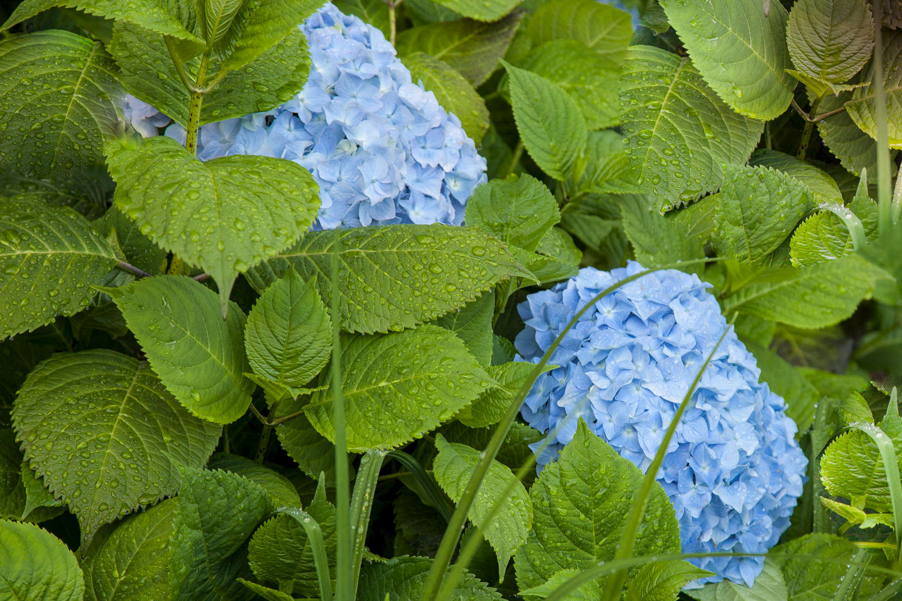 Blue Hydrangea