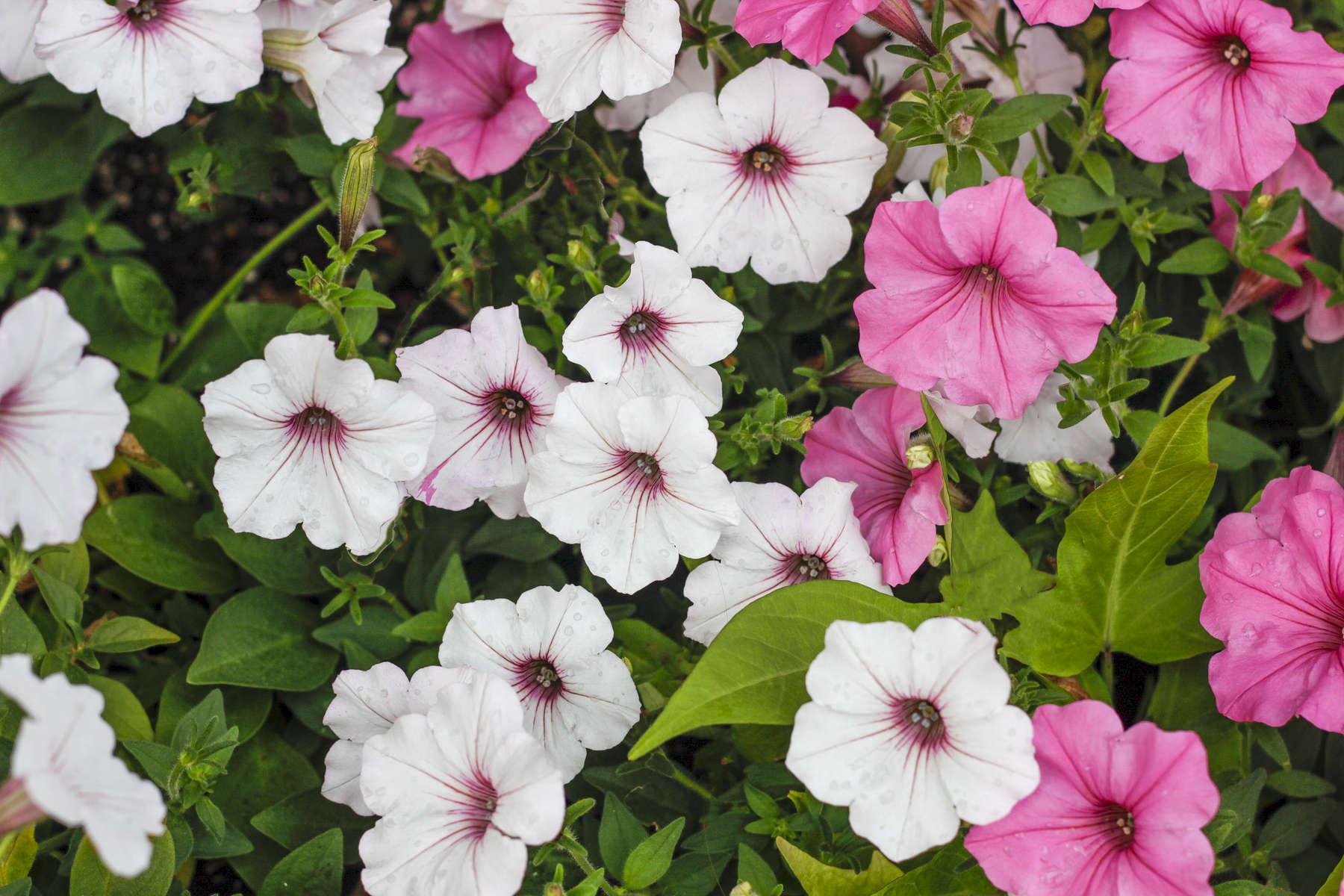 Raindrops On Blossoms