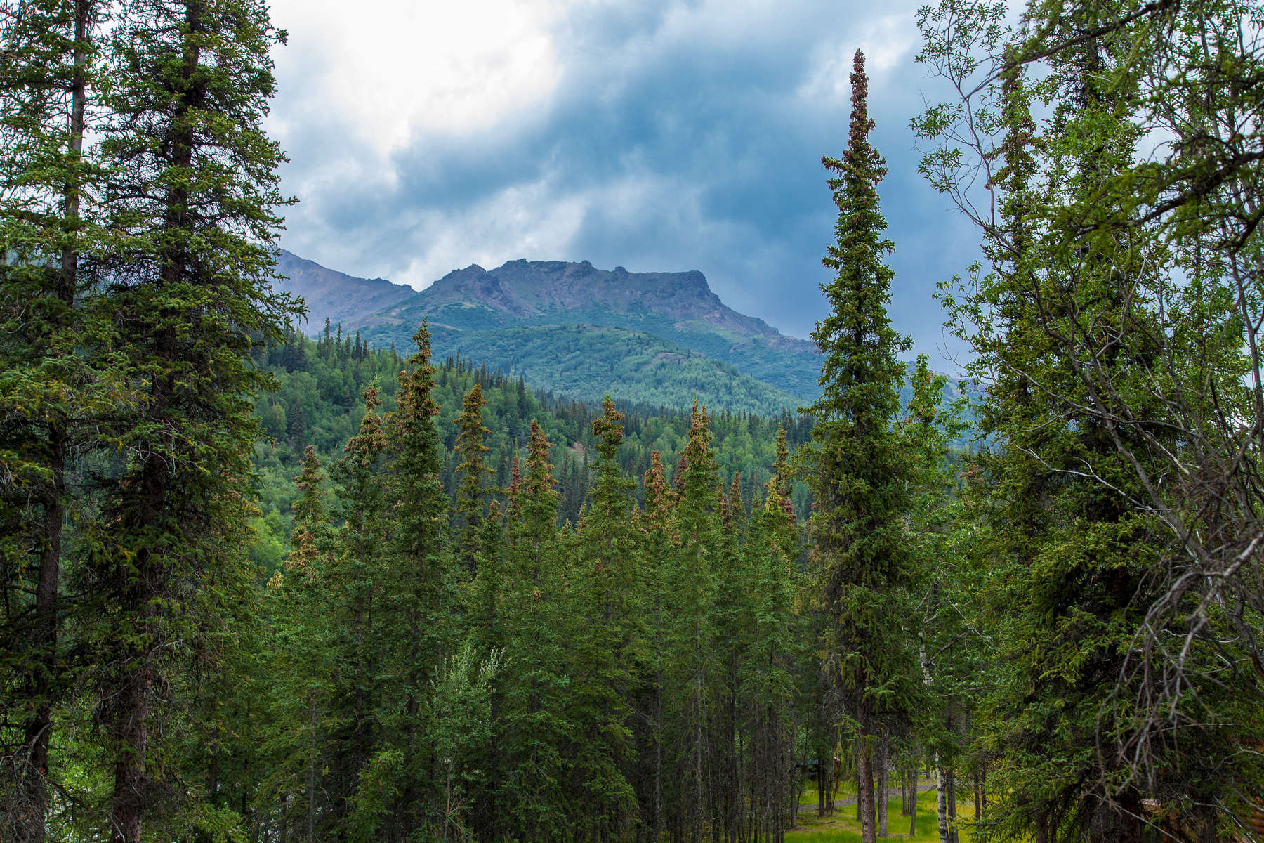 Taiga forest near the Nenana River basin, in view of the Alaska Range Mountains.  Denali National Park, Alaska