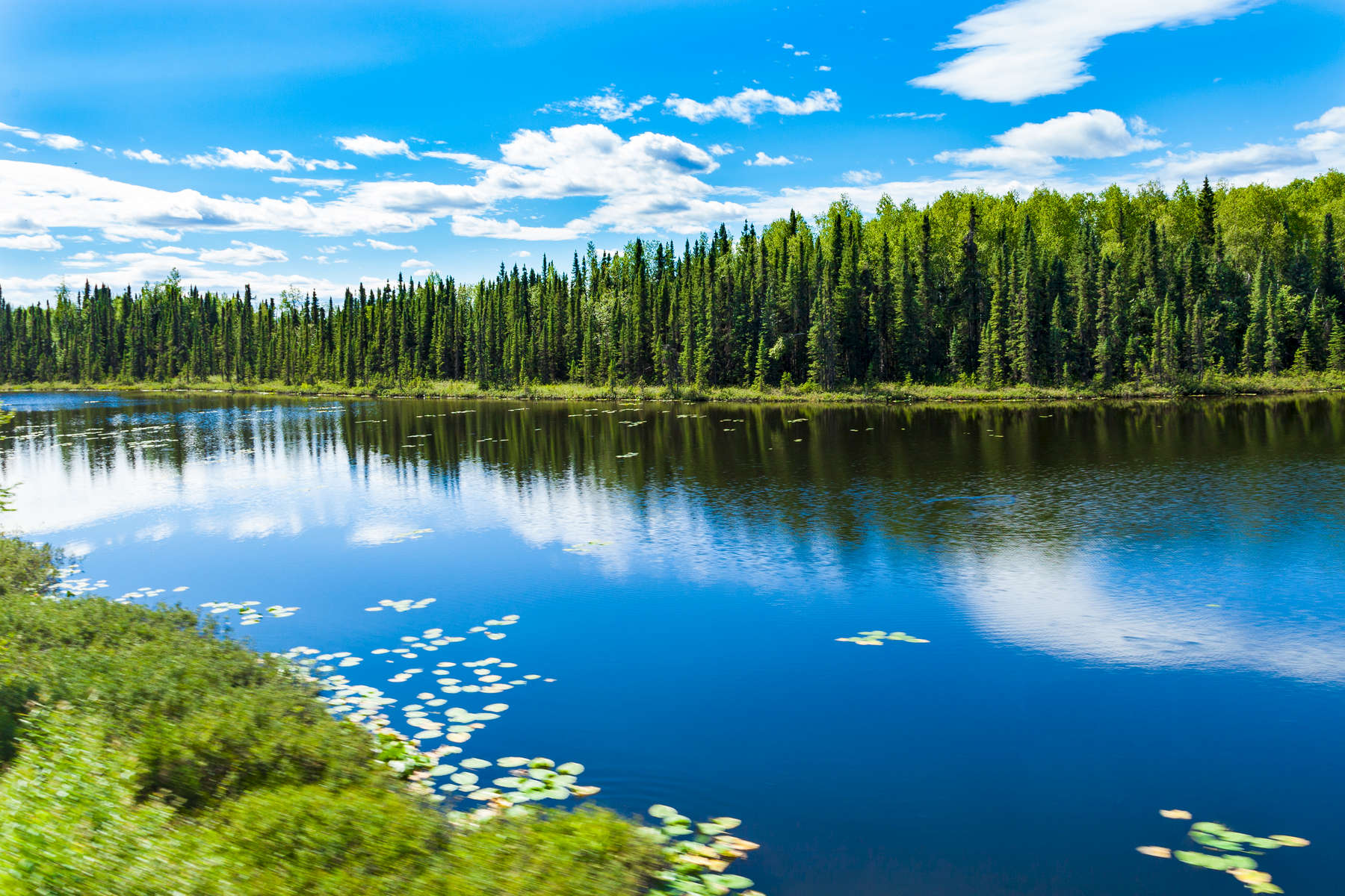 Talkeetna, Alaska.  The taiga is the world's largest biome apart from the oceans.