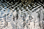 Pond Abstract