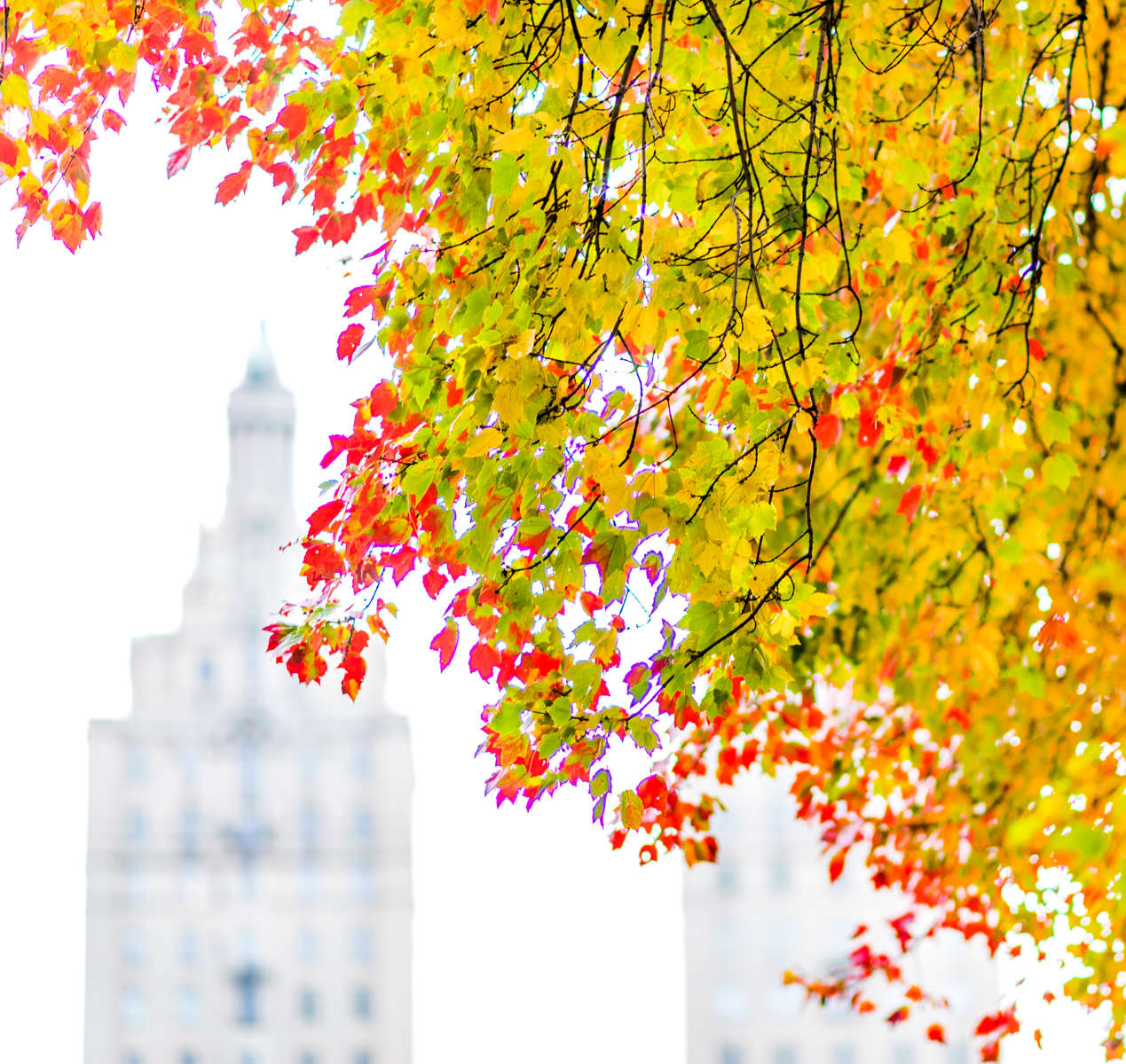NYC Autumn
