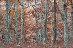 Brown Autumn Woods
