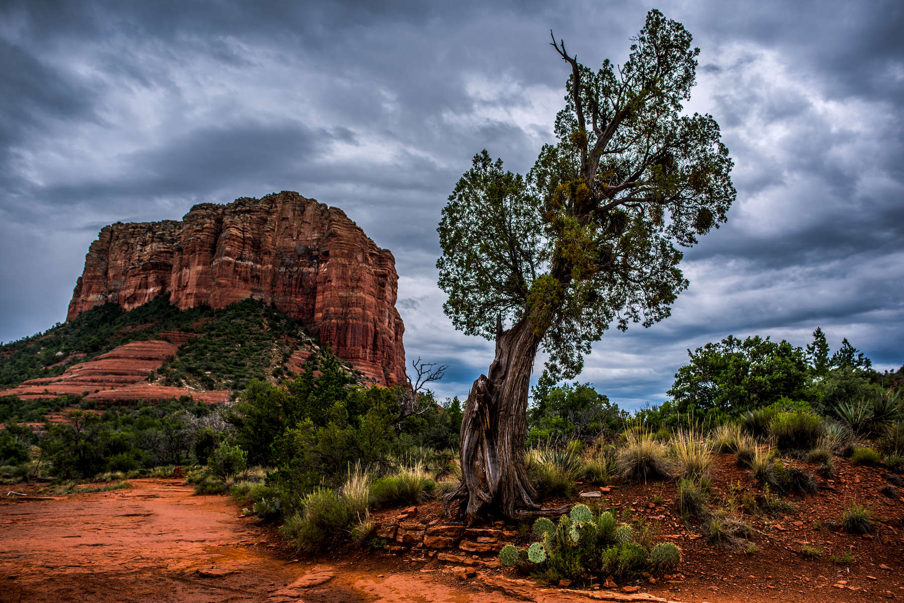 Lone Desert Tree