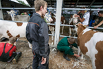 Students from the International School of Young Breeders sheer cows during a livestock preparation presentation at the 53rd agricultural fair Agra in Gornja Radgona, Slovenia, Aug. 22, 2015.