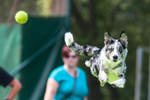 Tekmovanje psov v skoku v vodo Flying Dogs / Flying Dogs competition
