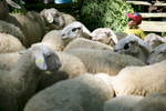 A boy is seen among the sheeps during during the 57th annual Shepherd\'s Ball in Jezersko, Slovenia.
