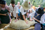 Shepherds shear a sheep during the 57th annual Shepherd\'s Ball in Jezersko, Slovenia.
