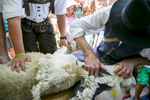 A shepherd shears a sheep during the 57th annual Shepherd\'s Ball in Jezersko, Slovenia.