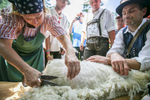 A shearer shears a sheep during the 57th annual Shepherd\'s Ball in Jezersko, Slovenia.
