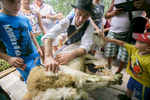 A shepherd shears a sheep during the 57th annual Shepherd\'s Ball in Jezersko, Slovenia.