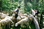 A shepherd and his son tend to the sheep before the 57th annual Shepherd\'s Ball in Jezersko, Slovenia.