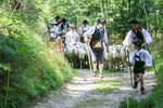 Shepherds herd the sheep to the 57th annual Shepherd\'s Ball in Jezersko, Slovenia.